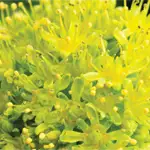 Rhodiola Rosea For Stress Support