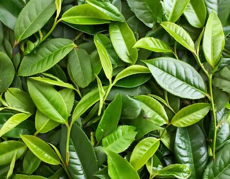 Green tea leaves laying on top of each other.